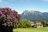 Sciliar mountain view from Altopiano del Renon. Trentino-Alto Adige, Italy