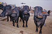 Oxen at the shore of Ganges River. India
