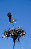 Stork. Caceres. Extremadura. Spain