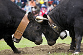 Two cows fighting during Bataille de Reines (Battle of queens) in La Croix Noire stadium. Aosta. Italy.