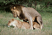 Lions (Panthera leo). Chobe National Park. Botswana