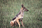 Black-backed Jackal (Canis mesomelas). Masai Mara National Reserve. Kenya