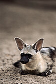 Arrdwolf (Proteles cristatus). Tsaobis Leopard Nature Reserve. Namibia