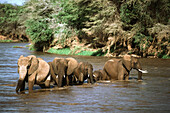 African Elephants (Loxodonta africana). Samburu National Park. Kenya