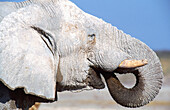 African Elephant (Loxodonta africana), bull drinking. Etosha National Park. Namibia