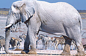 African Elephant (Loxodonta africana), bull appearance due to the bleached calcite soils. Etosha National Park. Namibia