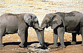 African Elephant (Loxodonta africana). 2 bulls in a waterhole. Ethosha National Park. Namibia