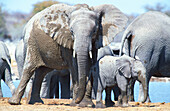 African Elephant (Loxodonta africana). Breeding herd at a waterhole. Etosha National Park. Namibia