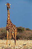 Southern Giraffe (Giraffa camelopardalis giraffa). Etosha National Park. Namibia