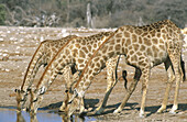 Southern Giraffes (Giraffa camelopardalis giraffa) drinking at a waterhole. Etosha National Park. Namibia