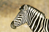 Burchell s Zebra (Equus Burchelli). Etosha National Park. Namibia
