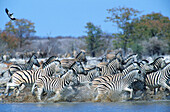 Burchell s Zebras (Equus Burchelli) Frightened up at a waterhole. A Blacksmith Plover in the air. Etosha National Park. Namibia