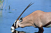 Gemsbok (Oryx gazella) drinking at a waterhole. Etosha National Park. Namibia