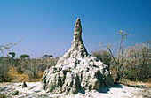 Termite hill. Etosha National Park. Namibia