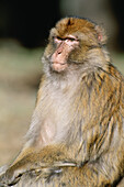 Barbary Macaque (Macaca sylvanus), male in cedar forests of Middle Atlas mountains. South of Azrou, Morocco