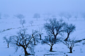 Almond trees (Prunus dulcis) in a snowy winter landscape near Lacalahorra, foothills of Sierra Nevada. Granada province, Andalusia, Spain