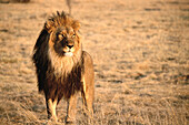 Lion (Panthera leo). The AfriCat Foundation. Okonjima lodge. Home of the AfriCat Foundation. Namibia