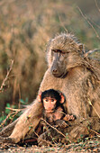 Chacma Baboon (Papio ursinus), tired mother with baby. Kruger National Park. South Africa