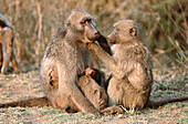 Chacma Baboon (Papio ursinus), grooming females with young. Kruger National Park. South Africa