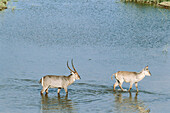 Waterbuck (Kobus ellipsiprymnus) male (with horns) and female crossing the Letaba river. Kruger National Park, South Africa