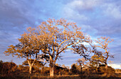 Landscape with leadwood trees (Combretum imberbe) in the early morning. Kruger National Park. South Africa