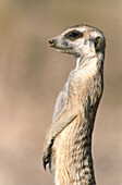 Meerkat or suricate (Suricata suricatta) guard on the lookout at the edge of their burrow. Kgalagadi Desert. Southeast Namibia