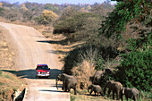 African Elephants (Loxodonta africana), breeding herd crossing road at the bank of the Olifants River. Kruger NP. South Africa