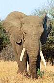 African Elephant (Loxodonta africana). Feeding bull. Kruger NP. South Africa