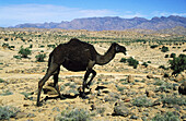 Dromedary near the town of Tafraoute. Ameln valley, Anti-Atlas mountains, Morocco.