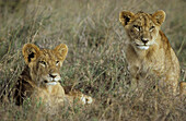 Lion (Panthera leo); 2 cubs, resting. Nairobi National Park, Kenya.