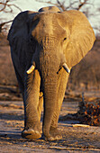 African Elephant (Loxodonta africana); bull in the evening. Hwange National Park, Zimbabwe.