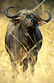 African Buffalo (Syncerus caffer caffer); bull. South Luangwa National Park, Zambia.