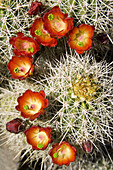 Claret Cup Cactus (Echinocereus triglochidiatus). Found in the low-lying areas of Zion. Blooms from April to July; photographed mid April. Zion National Park, Utah, USA.