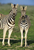 Chapman s Zebras (Equus burchelli chapmani). Etosha National Park. Namibia