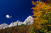 Herbstlich verfärbte Buchen mit Kaisergebirge, Wilder Kaiser, Tirol, Österreich