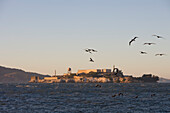 Die Gefängnisinsel Alcatraz in der Bucht von San Francisco mit Pelikanen im Vordergrund, San Francisco, Kalifornien, USA