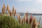 Pampas Grass and Santa Cruz Municipal Wharf, Santa Cruz, California, USA