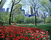 Tulips, Pond, Central Park, Mid-town, Manhattan, New York, USA