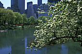 Pond, Central Park south skyline, Central Park, Manhattan, New York, USA