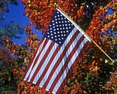 United states flag, Fall foliage, Pennsylvania, USA