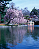 Japanese hill and pond garden, Brooklyn botanical garden, New York, USA