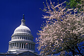 Spring blossoms, Capitol building, Washington D.C., USA.