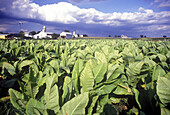Scenic tobacco field, Lancaster county, Pennsylvania, USA.