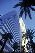 Palms trees, First interstate tower, Los angeles, California, USA.
