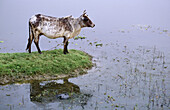Cow. Barisal district. Ganges Delta. Bangladesh