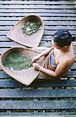 Selecting pepper. Iban long house. Batang Ai National Park. Sarawak. Borneo. Malaysia