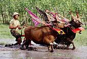 Sapi Gerum Bungan (bull race). Lovina. Bali Island. Indonesia