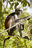 Red Colobus Monkey, Zanzibar Island, Tanzania