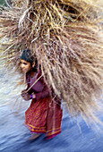 Farmers, Theri. Himalaya, Uttar Pradesh, India
