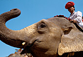 Elephant, Jaipur. Rajasthan, India